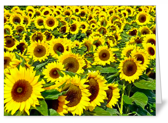 4 Variety pack Sunflower luxury notecards
