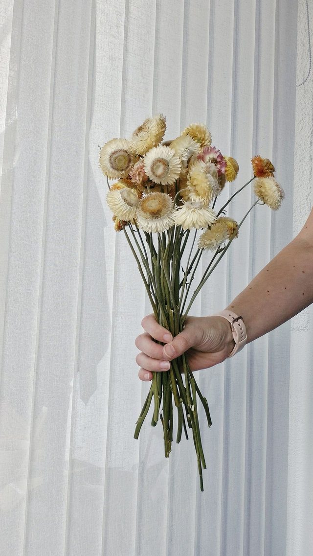 Vide atelier - Immortelles mélangées