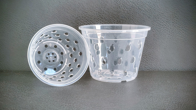 Orchidee pot 'fraise'