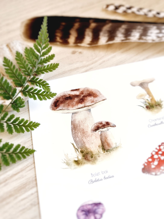 Affiche "Champignons Merveilleux"