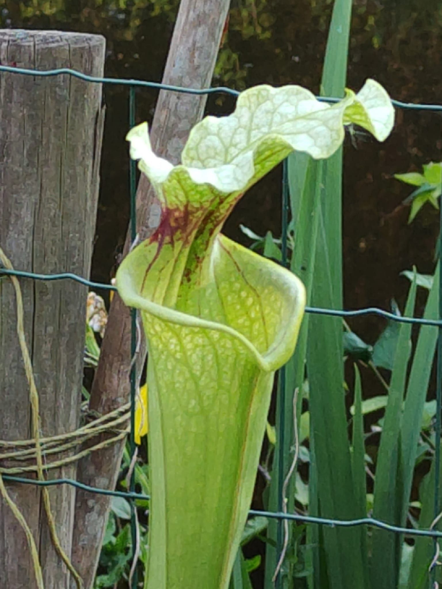 Sarracenia x Moorei H87 MK, Pinkish top