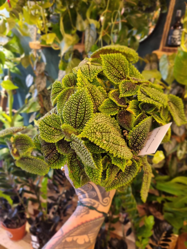 Pilea moon valley 14cm pot