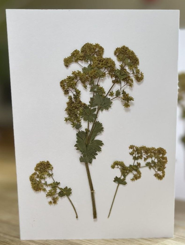 Alchemilla Mollis (Lady&#039;s Mantle) Greeting Card