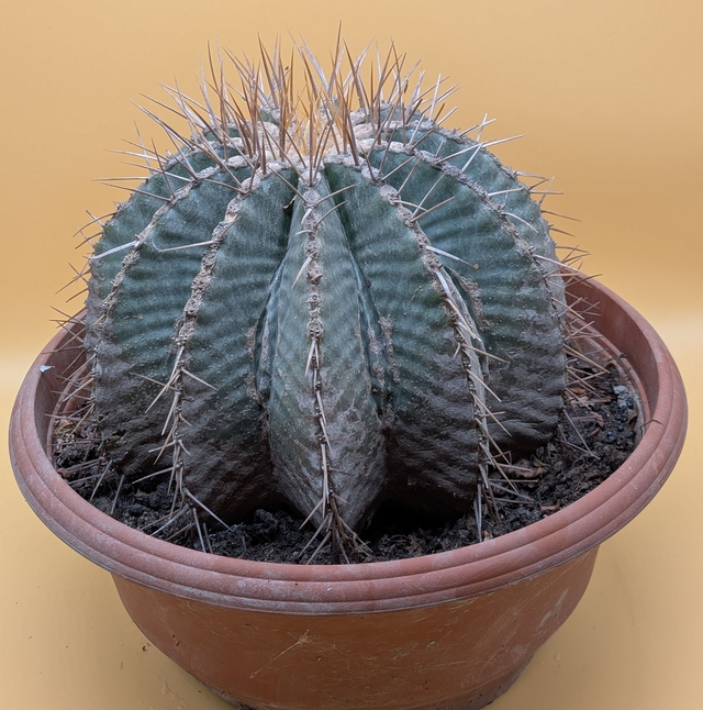 Ferocactus Wislizenii