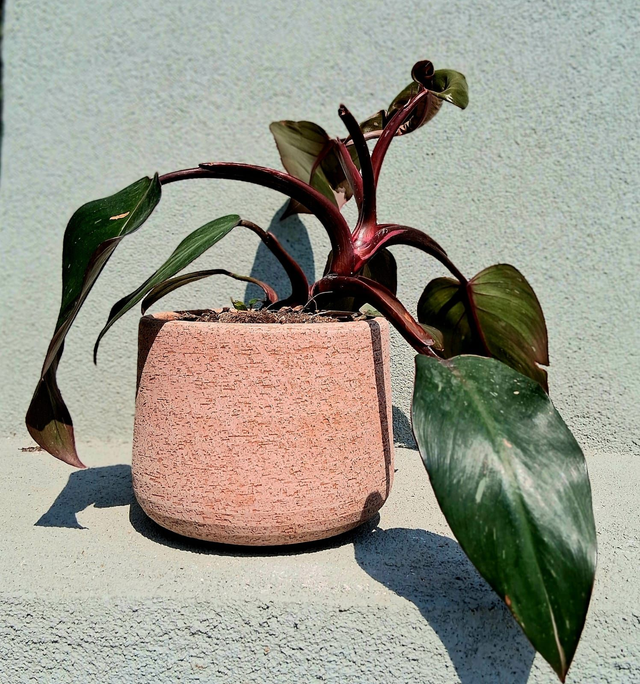 C94 . Filodendro 'Burgundy Princess' in vaso "Creta" di CorinoBruna