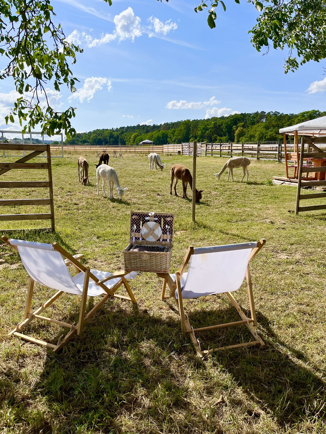 Picknick auf der Alpakaweide (Preis für 2 Pers.)