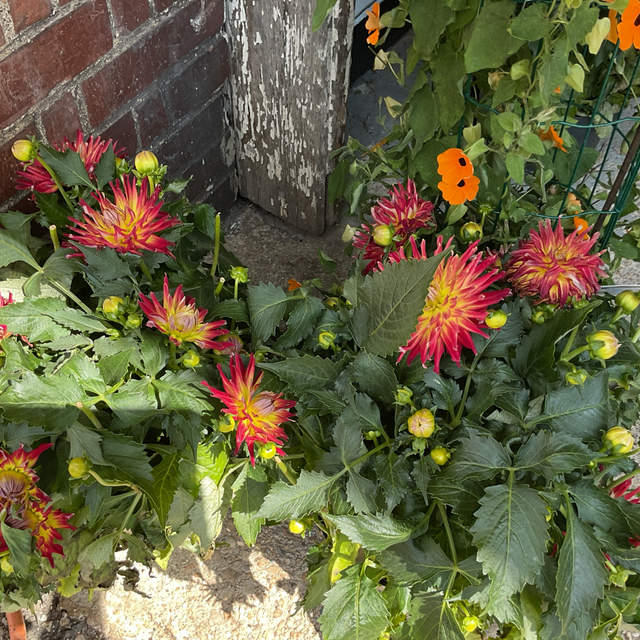 Dahlia 