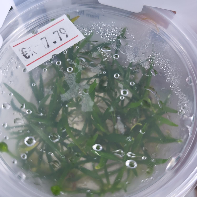 Echinodorus tenellus vitro