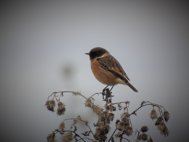 &#039;Stonechat&#039;