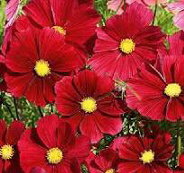 Cosmos Rouge 