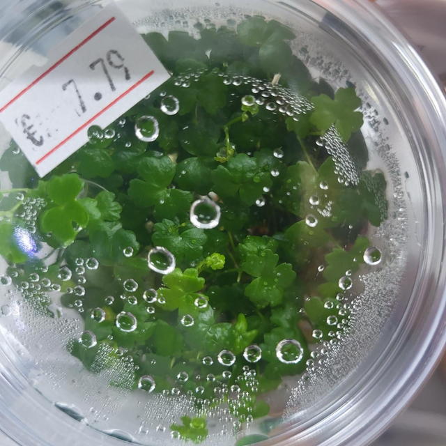 Hydrocotyle sp. Japan vitro