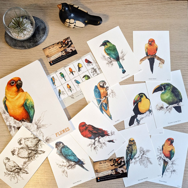 Plumes, recueil de 10 cartes postales naturalistes