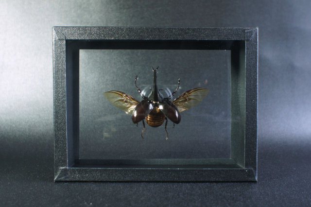 Xylotrupes gideon (DV)