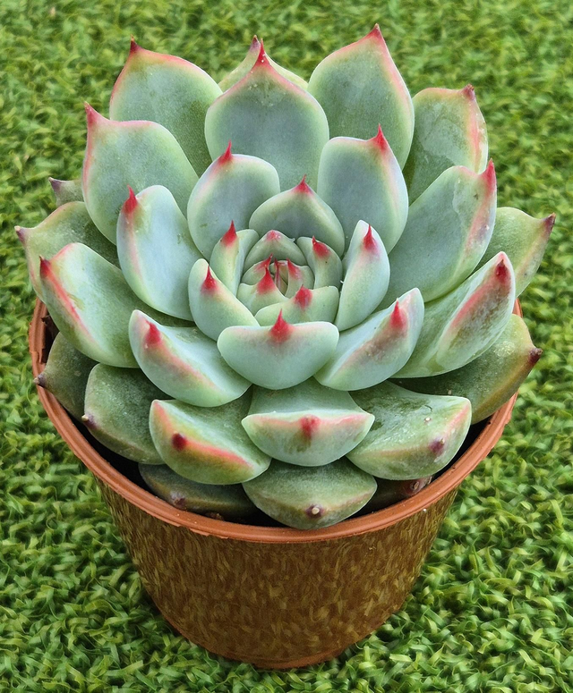 Echeveria colorata - Strawberry Dip