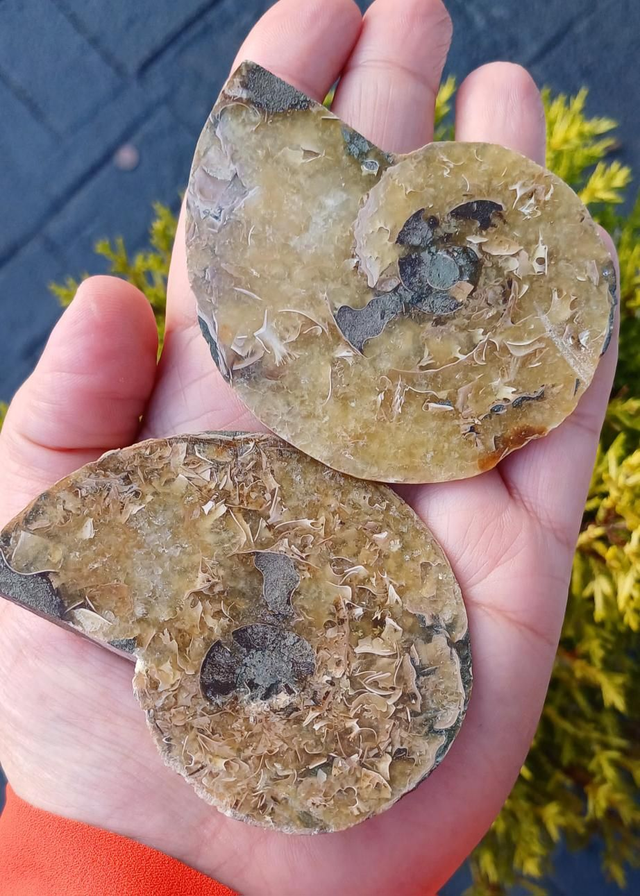 Irredescent Ammonite 3 (large)