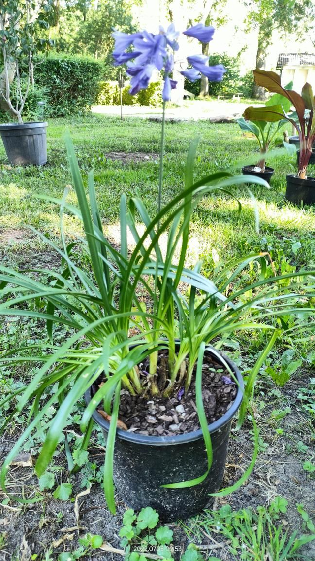 Agapanthus 'Lapis Lazuli' - C4.5l