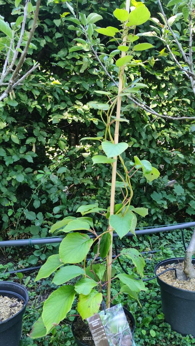Actinidia chinensis 'Solo' - Autofertile - Pot 4l. palissé