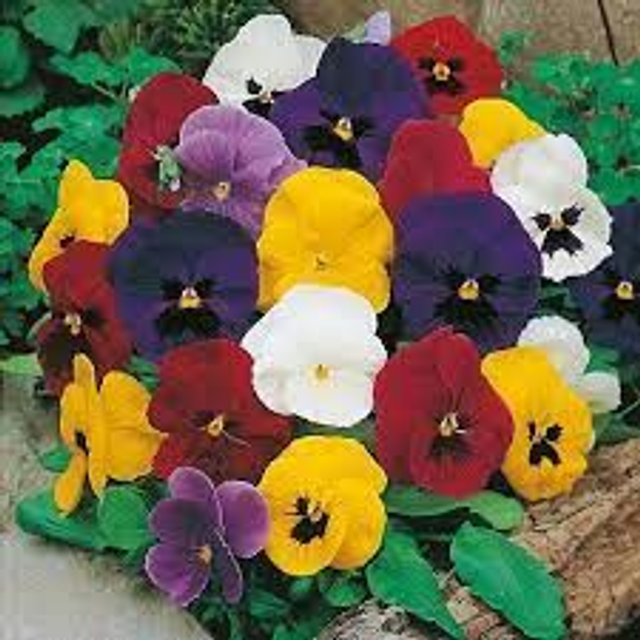 Pansy - Matrix Mixed: 6 Plants (Ref: S)