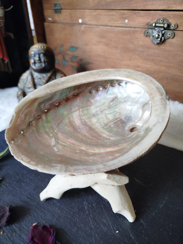 Coquille d'Ormeaux Moyenne