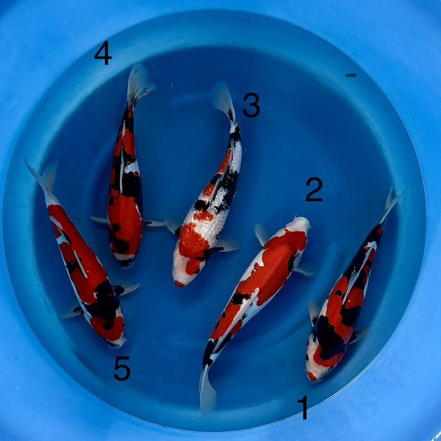 Doitsu Showa Tateshita