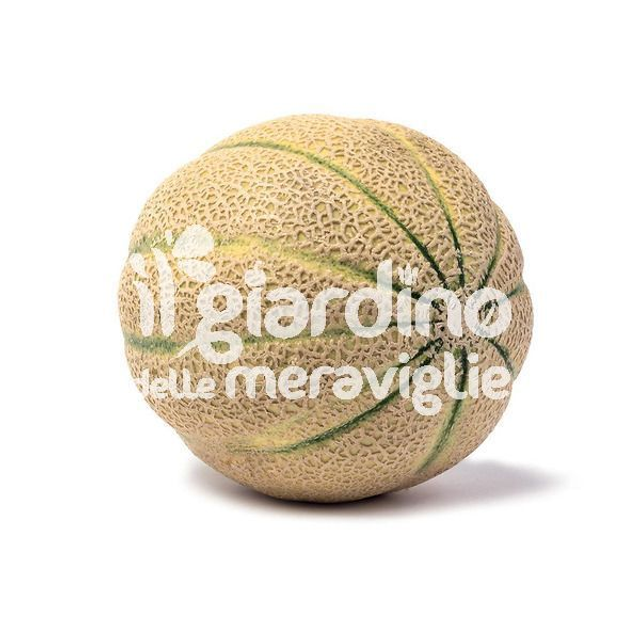 O05 . Melone retato in Pack da 6 piantine