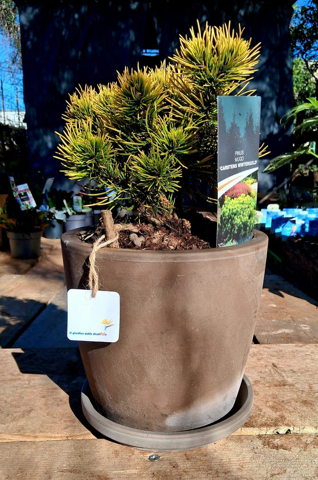 C56 . Pinus mugo 'Carsten' IN "MAESTRO BASALT"