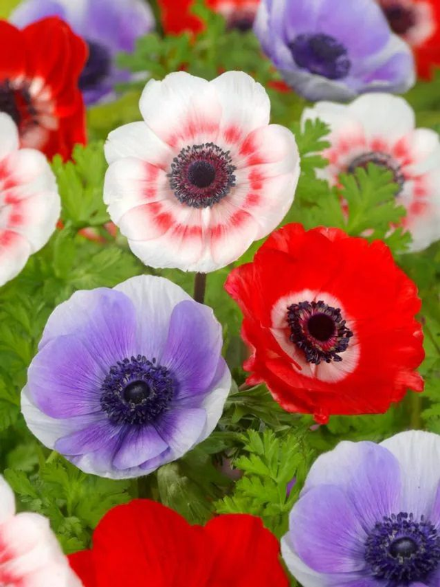 Anémone De Caen en mélange – Couleurs vives tout l’été