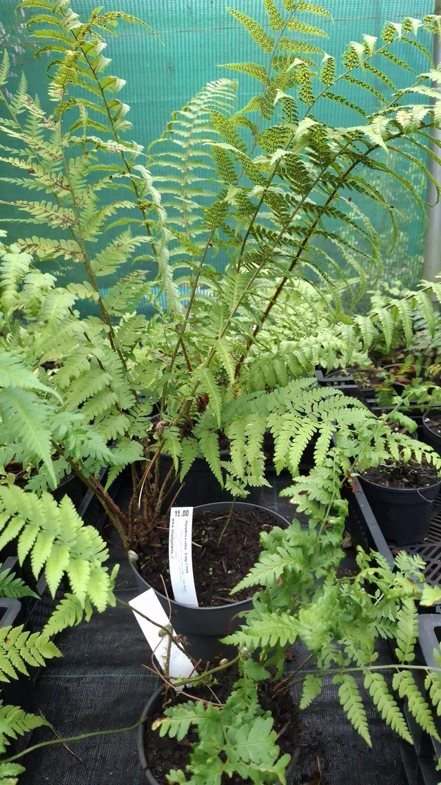 Dryopteris celsa - Log Fern 