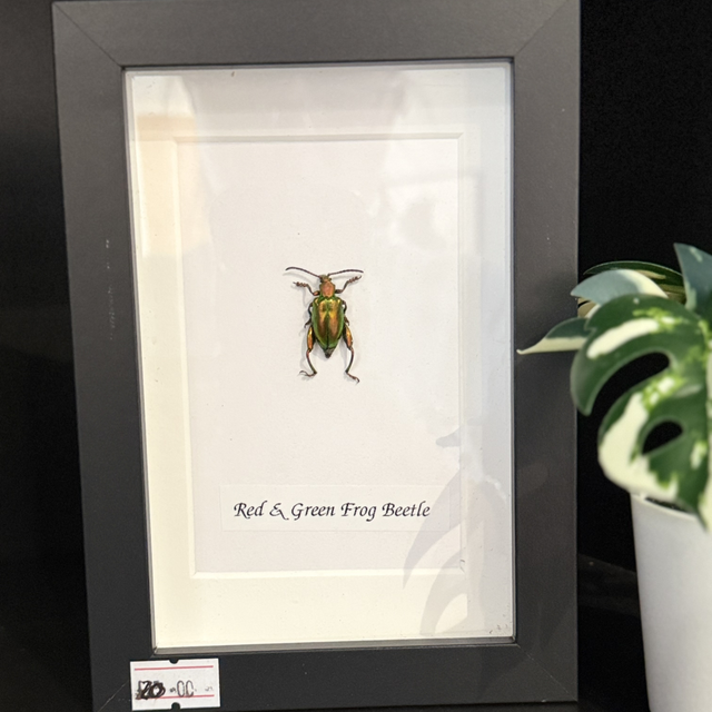 Red &amp; Green Frog Beetle