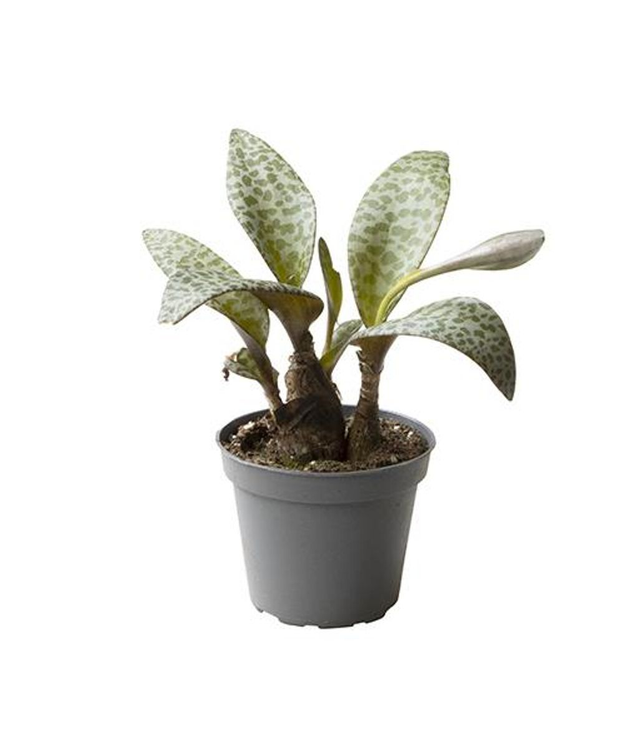 D13 . Ledebouria socialis