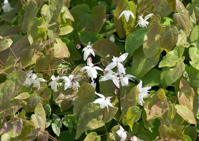 Epimedium x youngianum 'Niveum' P9 (0.5l)