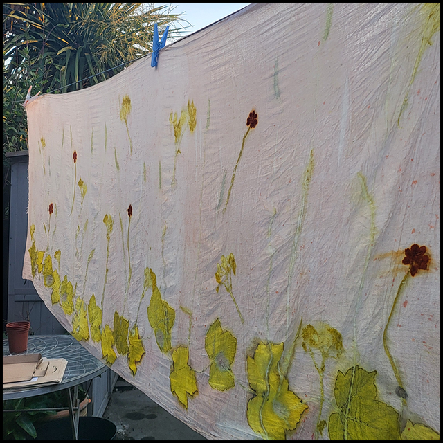 Organic Cotton Pashmina - Eco-printed with Coreopsis, Cow Parsley and Sycamore - Wrapped in a Madder Root Blanket