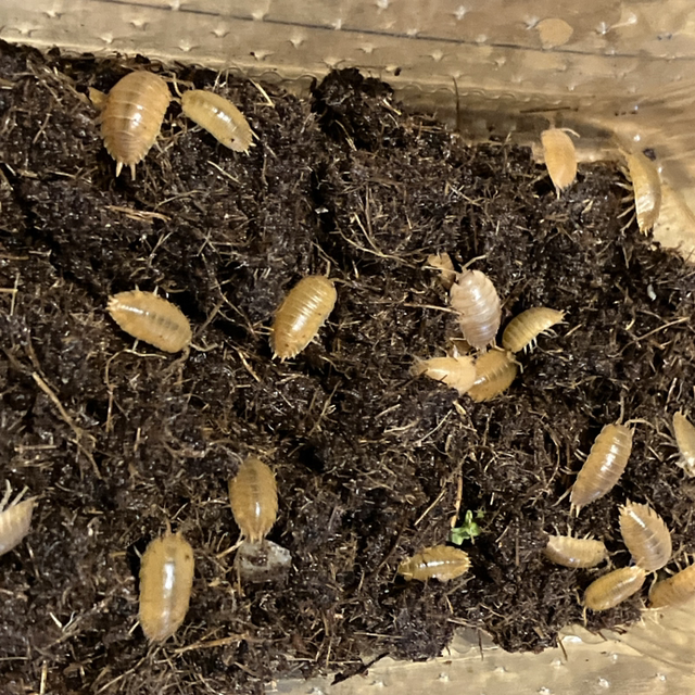 Giant Tropical Orange Isopods