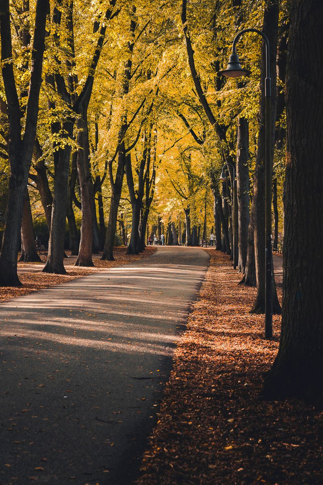 Allee im Herbstlicht