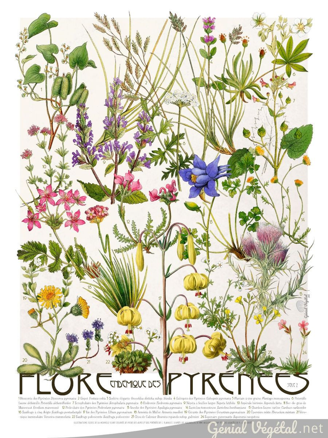 Affiche botanique Flore endémique des Pyrénées − série 2