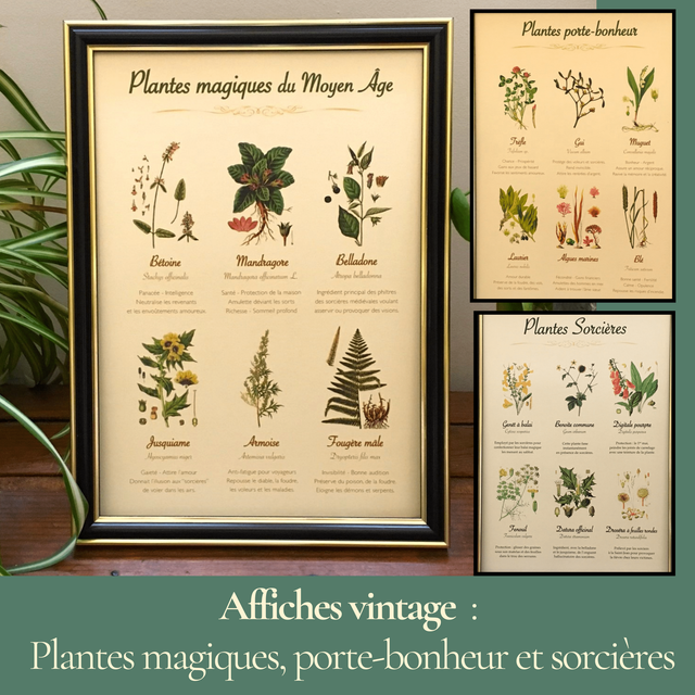 Lot de 3 affiches vintage sur les plantes magiques