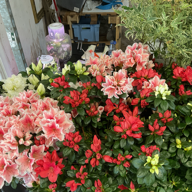 Rhododendron Si Gem