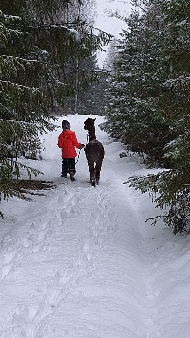 Villasukka kävely 6.1 klo 12