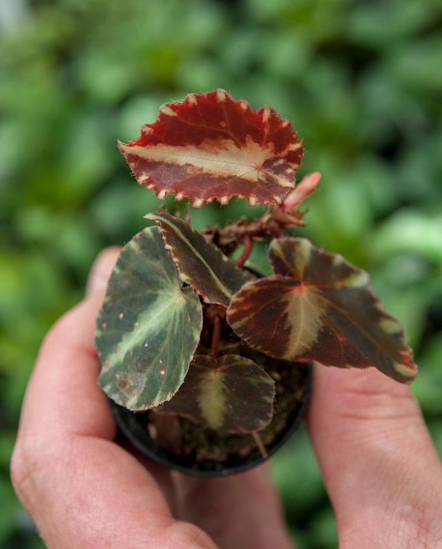 A06 . Begonia cleopatrae