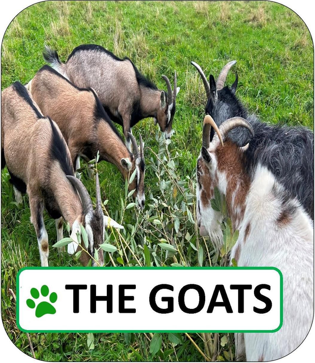 The Goats Sponsorship Pack