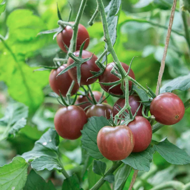 Tomate cerise rouge Black Cherry