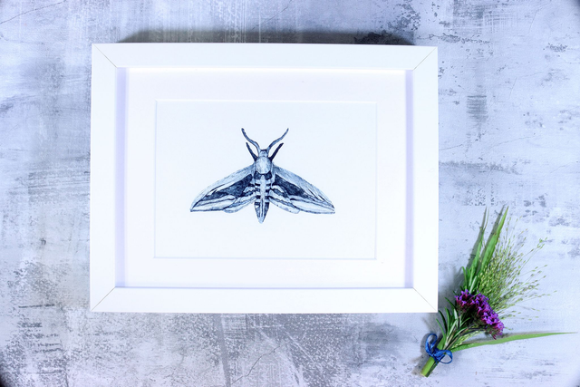 Drypoint Print: Privet Hawk Moth