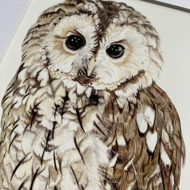 Tawny Owl Fine Art Print