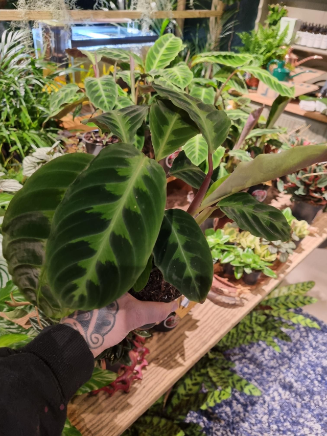 Calathea warscewiczii