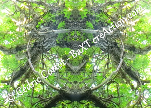 Carte postale - Entre réel et irréel (Ref IMG_0432-1)