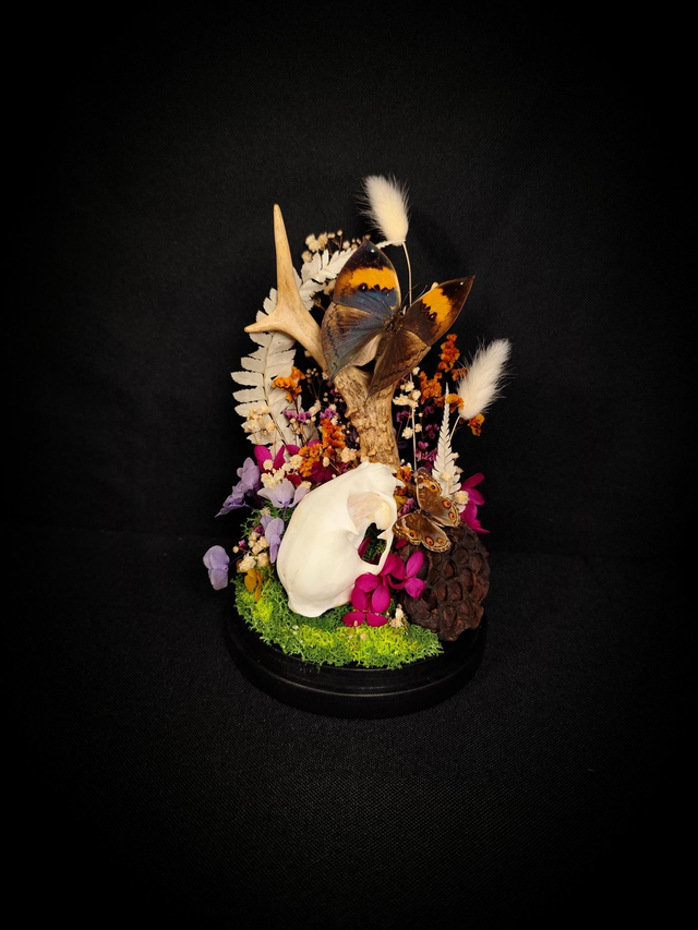 Diorama Duo de Papillons, Crâne de chat & Bois de Chevreuil 