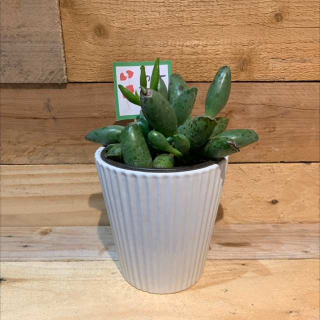 Plant in White Pot 
