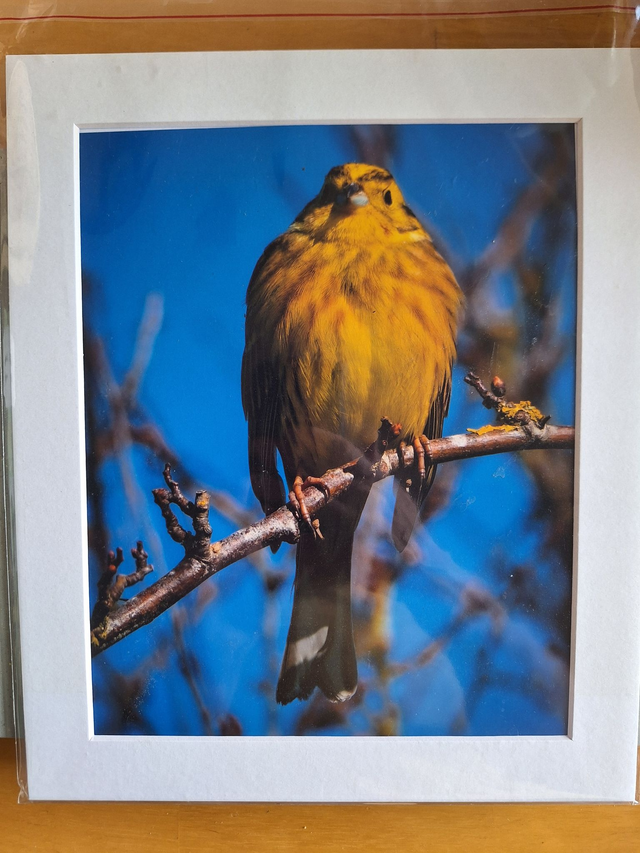 Mounted Photographs by Plantography - Yellowhammer