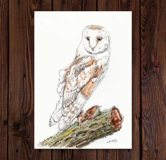 Original Barn Owl Illustration - Watercolour, Pen and Ink
