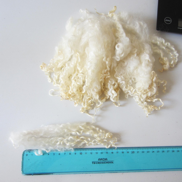 Wensleydale, lunghezza del ricciolo 15-20 (bianco, lavato, sbiancato) 50g.